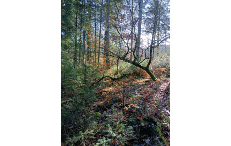 Randonnée d'Auriac 26/11/23